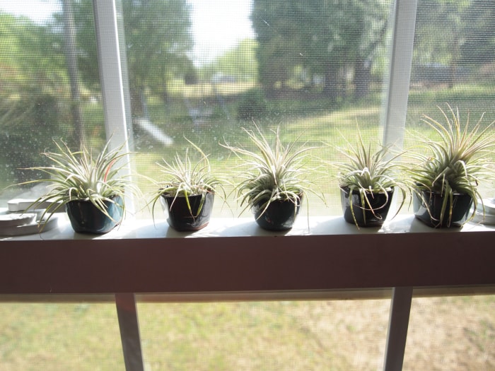 Plantes aériennes sur un rebord de fenêtre.