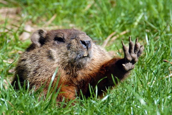 histoire du jour de la marmotte - marmotte avec griffe