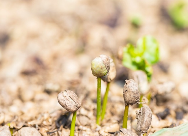 Stimulez votre pouce vert avec ce guide d'entretien des plants de café