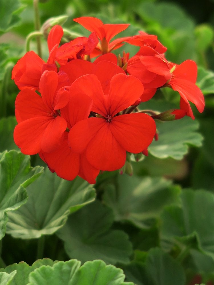 Les 15 meilleures fleurs pour les jardiniers débutants