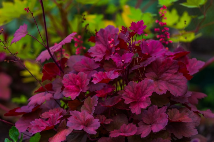 feuilles rouge vif de la plante de cloche de corail avec de petites fleurs en croissance