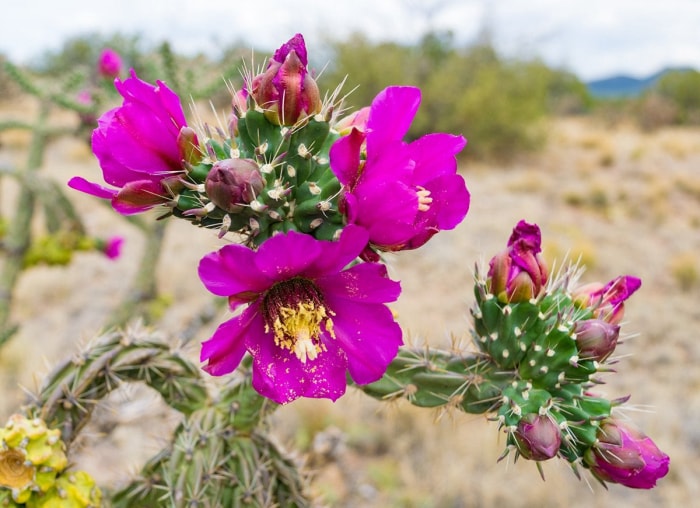 13 types de cactus que vous pouvez cultiver à la maison