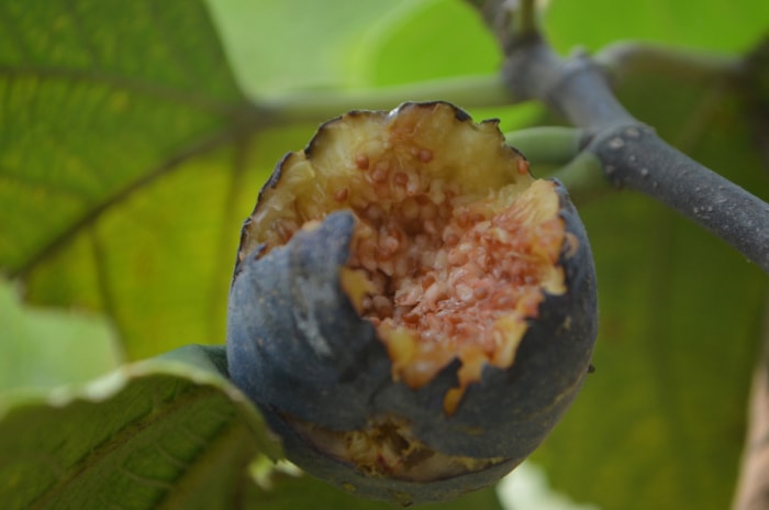 Une figue dans un arbre est en partie mangée par un oiseau.