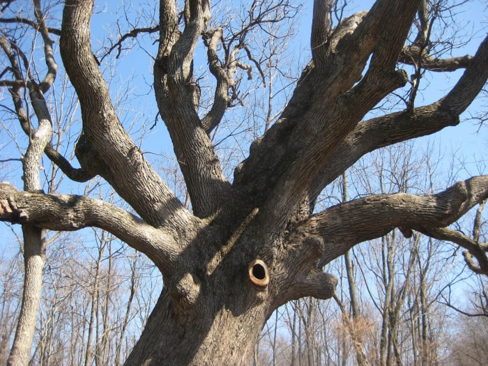 Tronc et branches de chêne à gros fruits