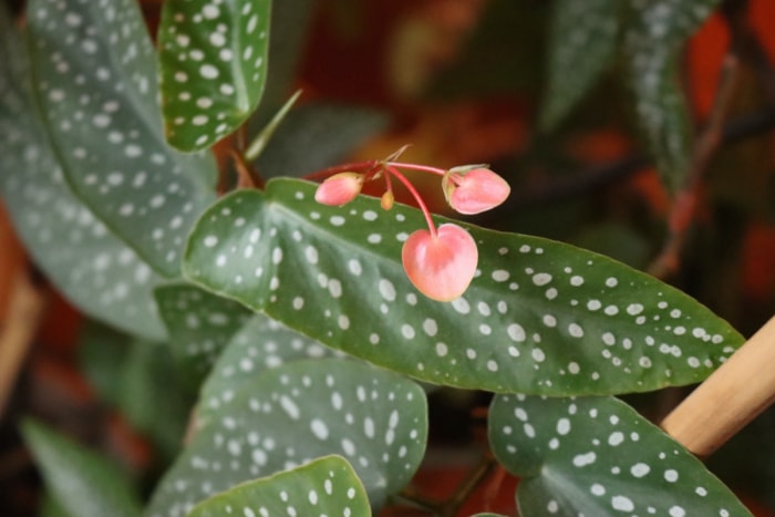 les meilleures plantes d'intérieur pour tous les pouces verts