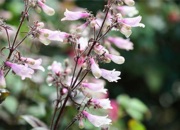 Fleurs de penstemon rose pâle et blanc sur de longues tiges.