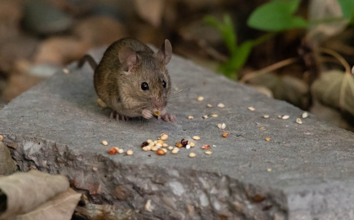 Souris domestique ou souris sylvestre ?