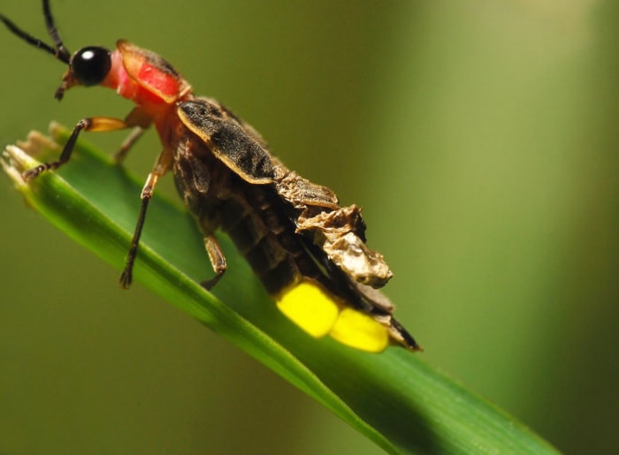 Punaise sur un brin d'herbe avec l'abdomen allumé.