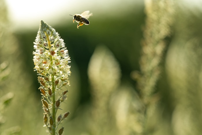 Silhouette d'une abeille solitaire volant vers une fleur de réséda