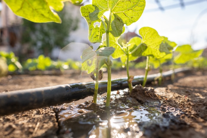 Système d'irrigation goutte à goutte pour les semis de poivrons verts avec lumière du soleil