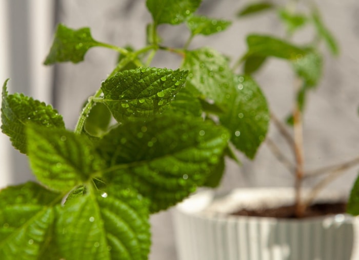 14 des plantes d'intérieur à la croissance la plus rapide pour un jardin d'intérieur presque instantané