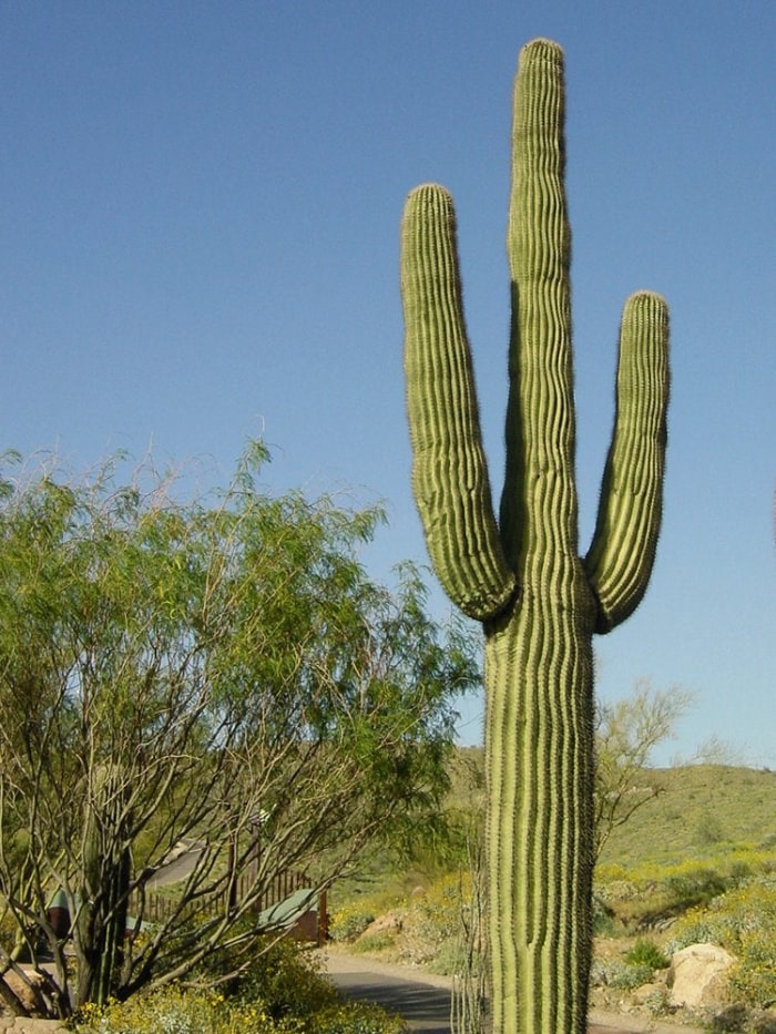 13 types de cactus que vous pouvez cultiver à la maison