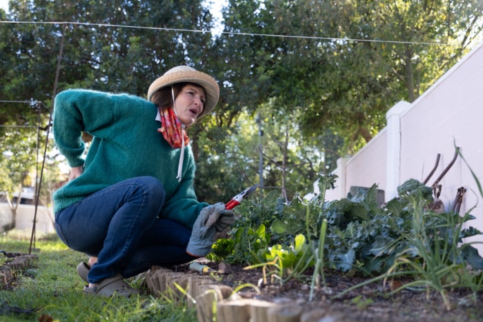 Une personne portant un chapeau de paille tient un sécateur de jardin près d'un parterre de légumes et montre des signes de mal de dos.