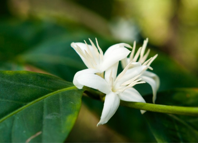 Stimulez votre pouce vert avec ce guide d'entretien des plants de café