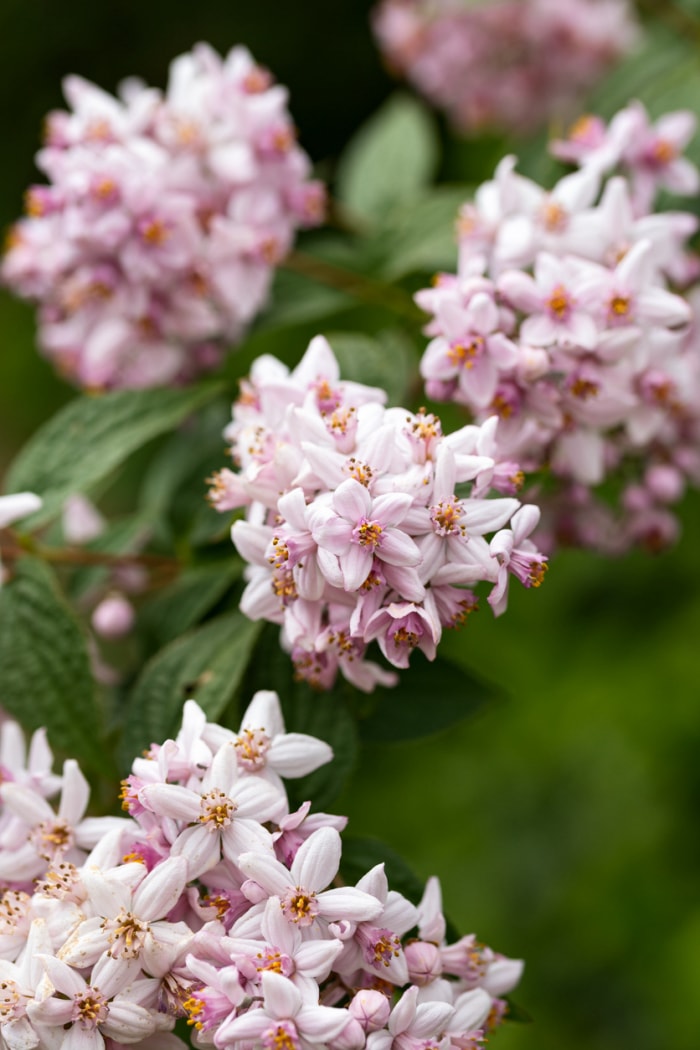 vue rapprochée des fleurs roses de la plante deutzia sur un buisson