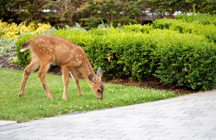 Cerf broutant près des arbustes de buis