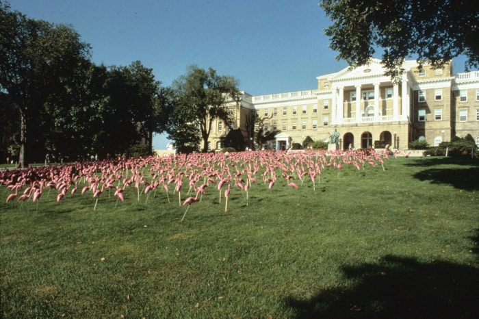 flamants roses en plastique sur Bascom Hill à l'Université du Wisconsin à Madison