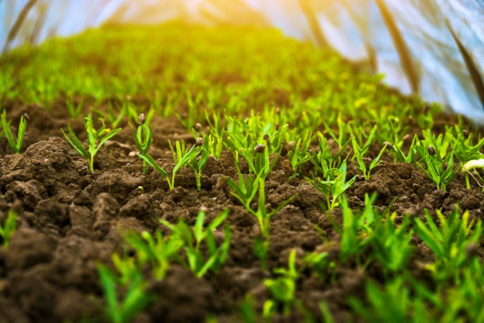 Semis de plantes de couverture dans le jardin