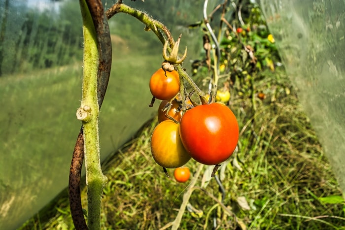 Tomates mûres poussant sur des tiges trop lourdes qui ont besoin d'être taillées.