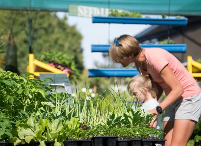 Les 10 plus grosses erreurs de jardinage potager