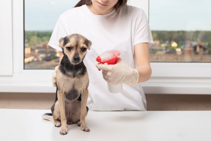 Une femme pulvérise un petit chien