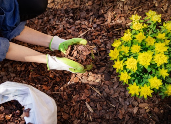 9 façons de protéger vos plantes d'extérieur pendant les tempêtes