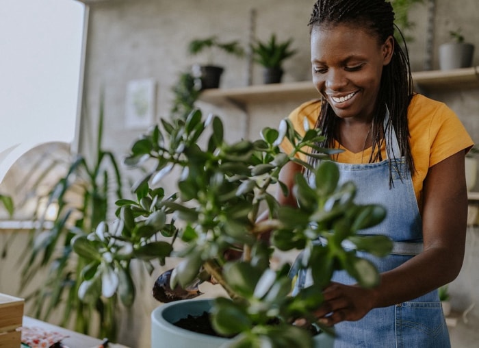 10 plantes d'intérieur qui prospèrent là où d'autres meurent