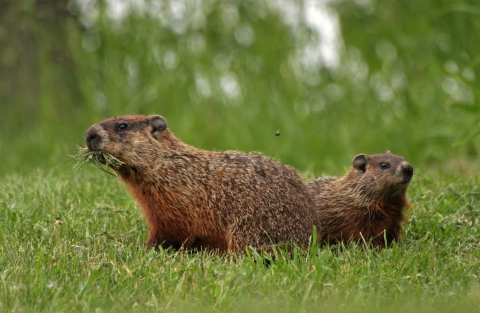 marmotte contre marmotte