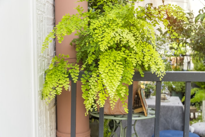 entretien de la fougère maidenhair