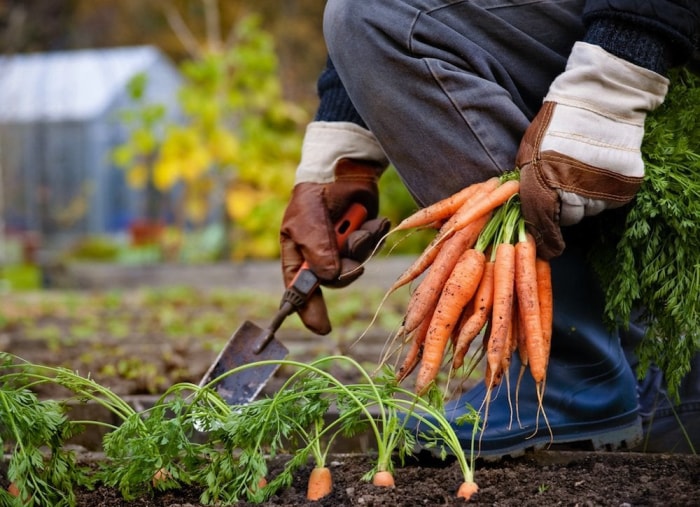 10 choses à faire maintenant pour un meilleur jardin l'année prochaine