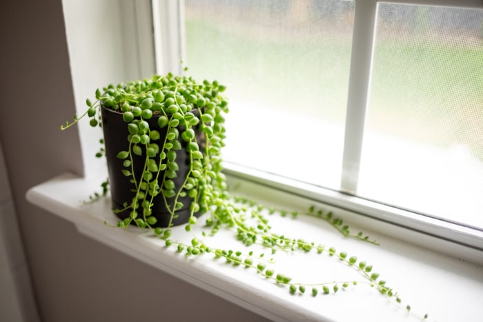 Plante de perles sur un rebord de fenêtre