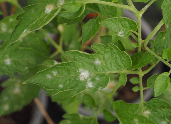 10 problèmes courants dans le jardin et comment les résoudre