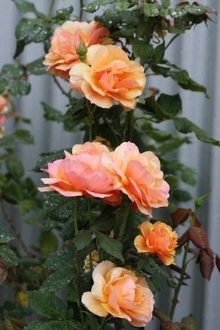 Roses : 11 variétés sensationnelles à considérer