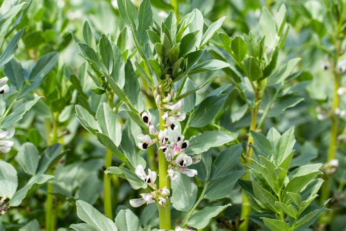 Plants de vesce poussant ensemble dans un jardin.