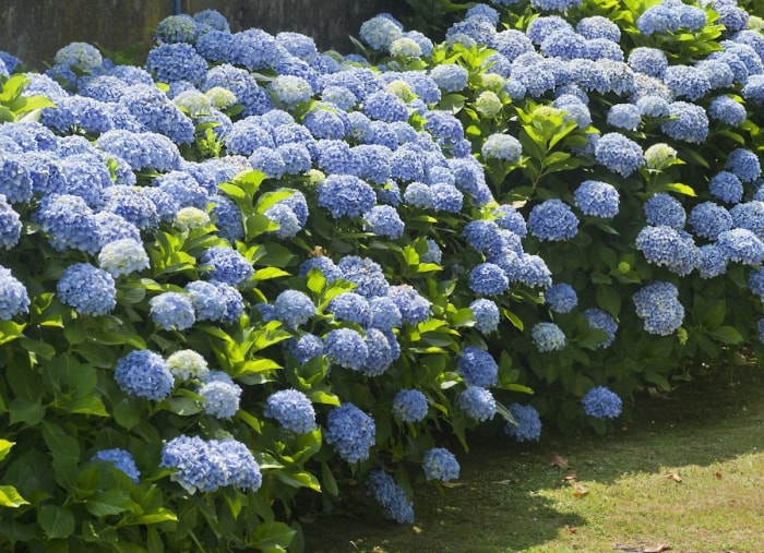 plantes qui aiment l'ombre