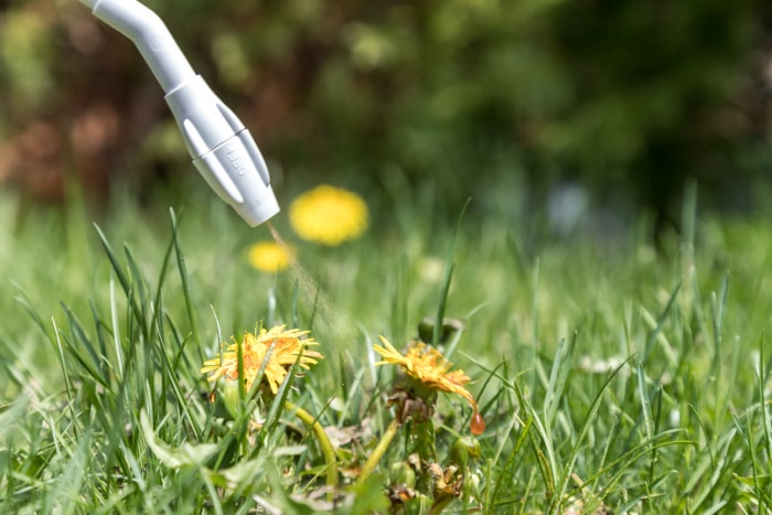 Pulvérisation d'herbicide sur le pissenlit