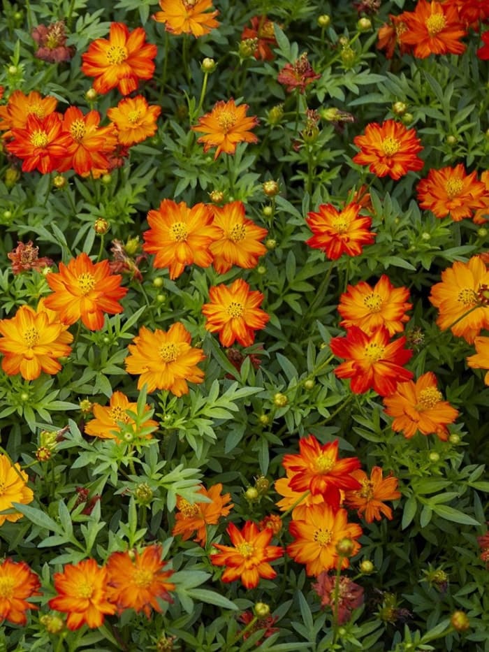 Les 15 meilleures fleurs pour les jardiniers débutants