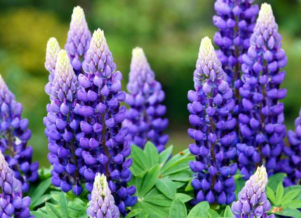 Plantes lupines hautes et coniques avec des fleurs violettes.