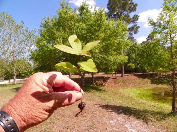 Personne tenant un plant d'arbre