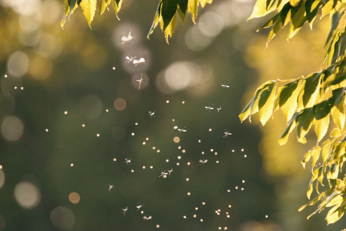 Des moustiques planent dehors au soleil.