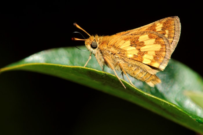 Papillon sur une feuille