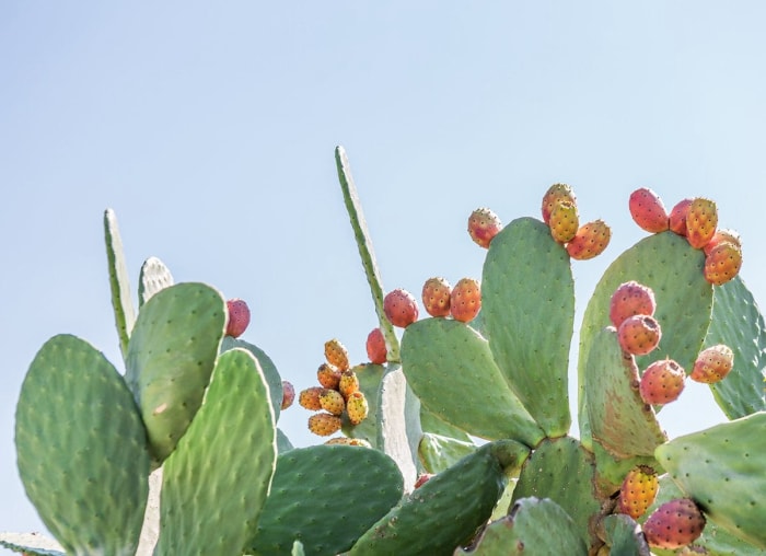 13 types de cactus que vous pouvez cultiver à la maison