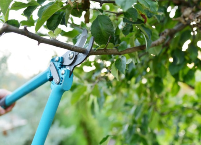 9 façons de protéger vos plantes d'extérieur pendant les tempêtes