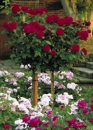 Roses : 11 variétés sensationnelles à considérer