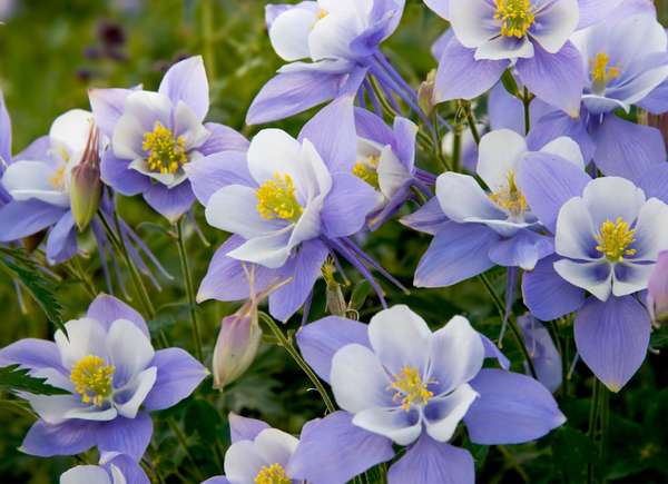 Fleurs d'ancolie violettes et blanches avec centre jaune.