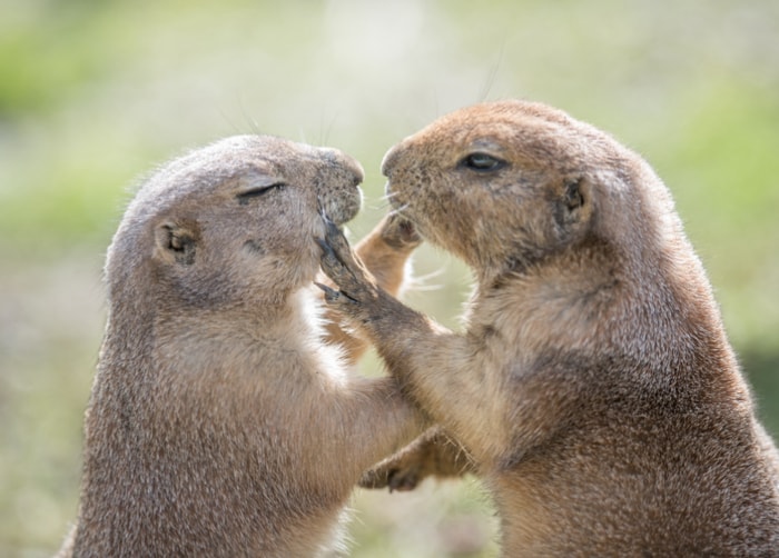 histoire-de-la-marmotte-deux-marmottes-couple