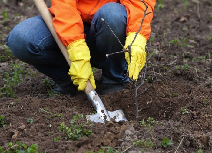 10 choses à faire maintenant pour un meilleur jardin l'année prochaine