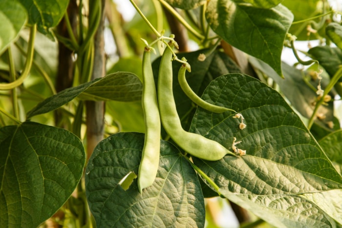 erreurs de jardinage qui tuent vos plantes - haricots verts sur vigne