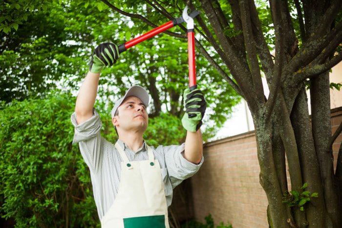 iStock-464890647 choses qu'un paysagiste peut faire jardinier en tablier taille d'arbre