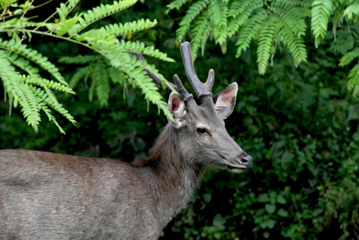 Cerfs autour des fougères